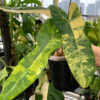 Philodendron Floria Beauty x Billietiae