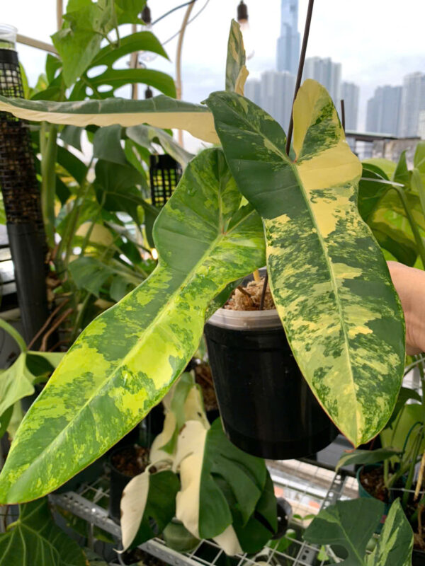 Philodendron Floria Beauty x Billietiae