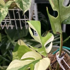 Rhaphidophora Ginny White Monster