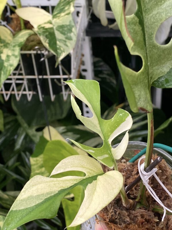 Rhaphidophora Ginny White Monster
